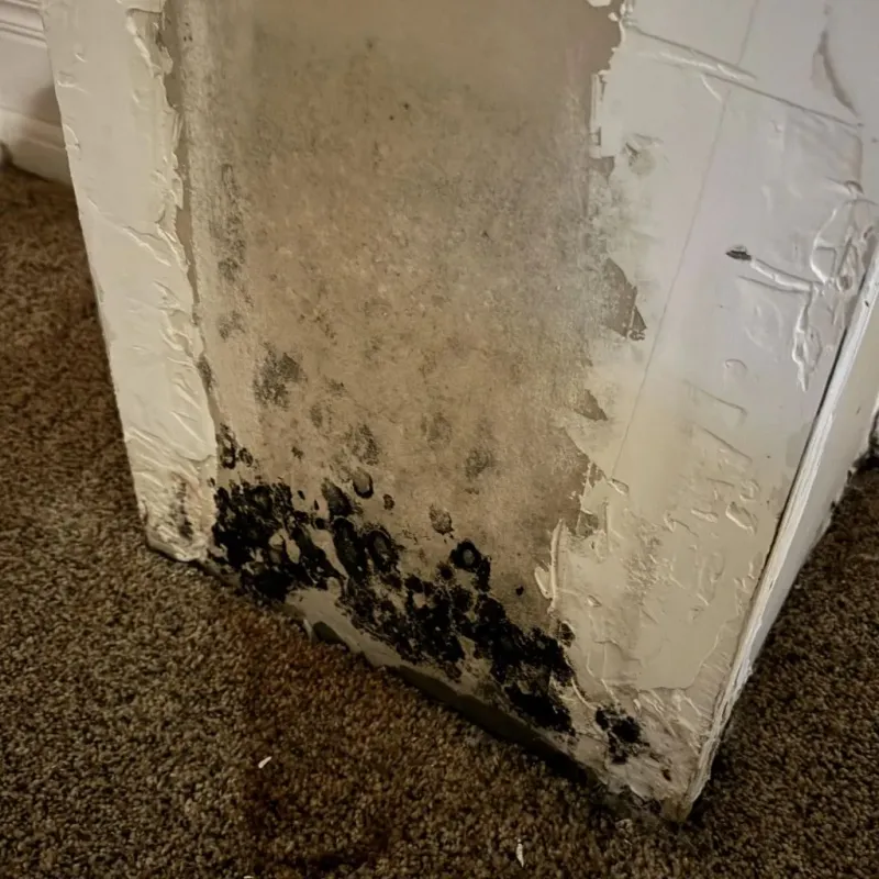 Professional Mold Removal in Fredericksburg, PA
